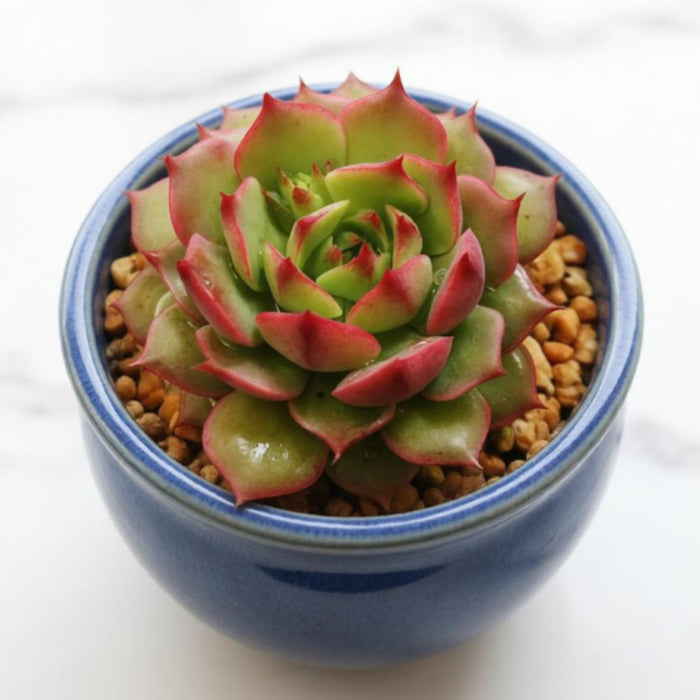 Echeveria 'Ramillette' (4 inch)