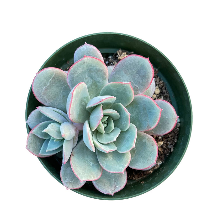 Echeveria Sbucorymbosa Lau 026 (4 inch)
