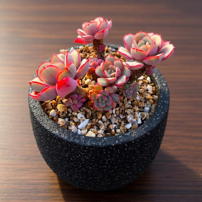 Echeveria Sbucorymbosa Lau 026 (4 inch)