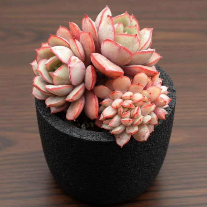 Echeveria Sbucorymbosa Lau 026 (4 inch)