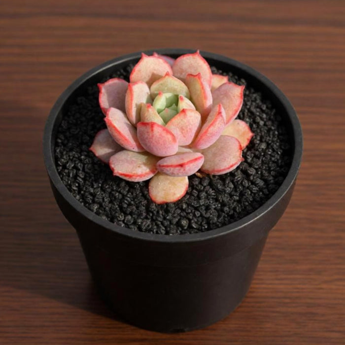 Echeveria Sbucorymbosa Lau 026 (4 inch)