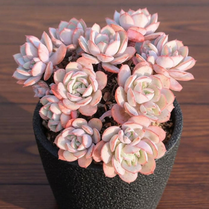 Echeveria Sbucorymbosa Lau 026 (4 inch)
