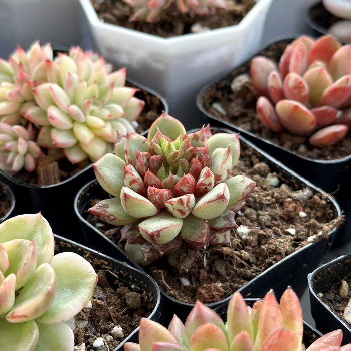 Echeveria The Next Gardener Firework (Rare)