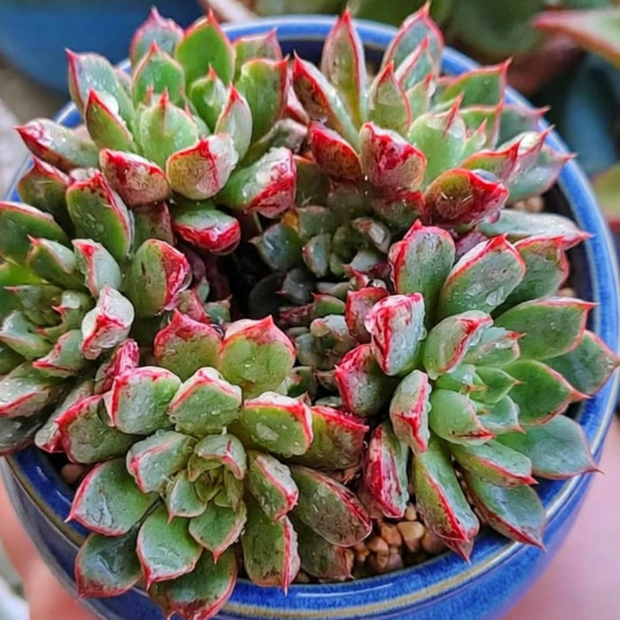 Echeveria The Next Gardener Firework (Rare)