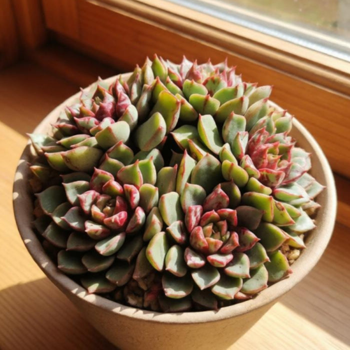 Echeveria The Next Gardener Firework (Rare)