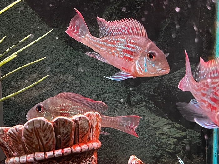 Geophagus sveni "Sven's Eartheater"