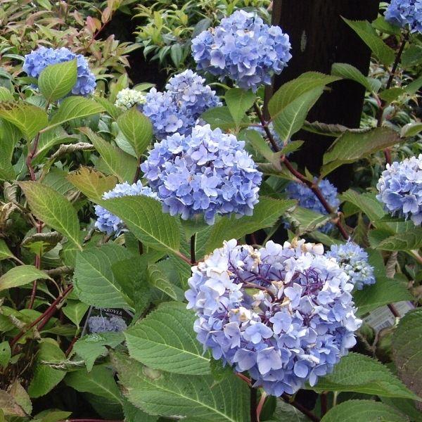 big blue flower clusters of the Blue Enchantress Hydrangea