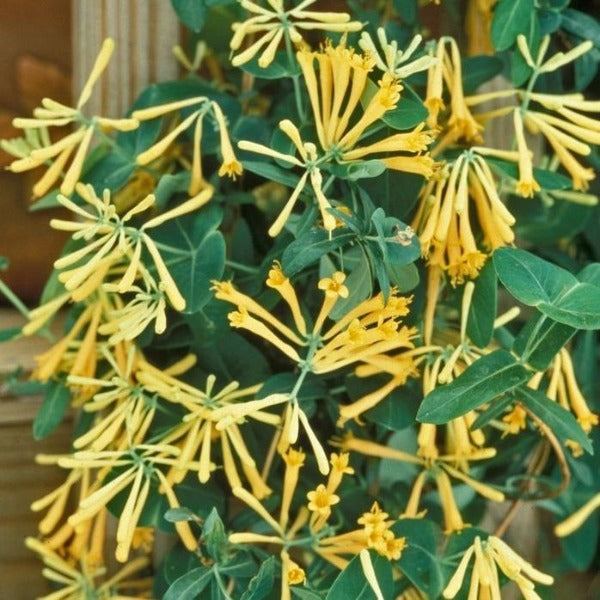 the John Clayton Honeysuckle sold online produces an abundance of yellow flowers