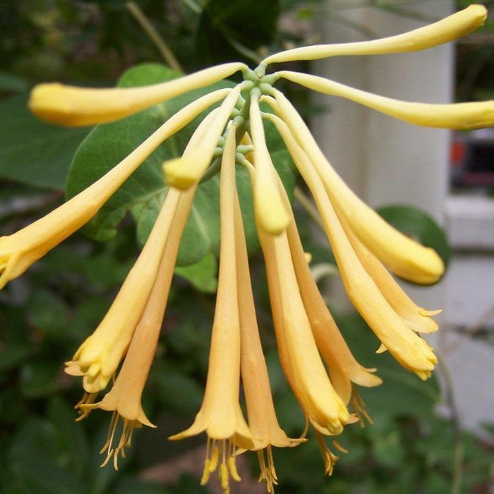 a close up on the john clayton sold online with bright yellow pollinating flowers