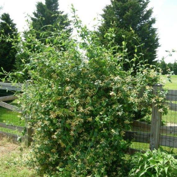 the John Clayton Honeysuckle sold online grows into an abundant shrub