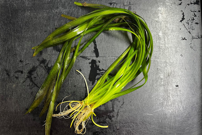 Jungle Vallisneria