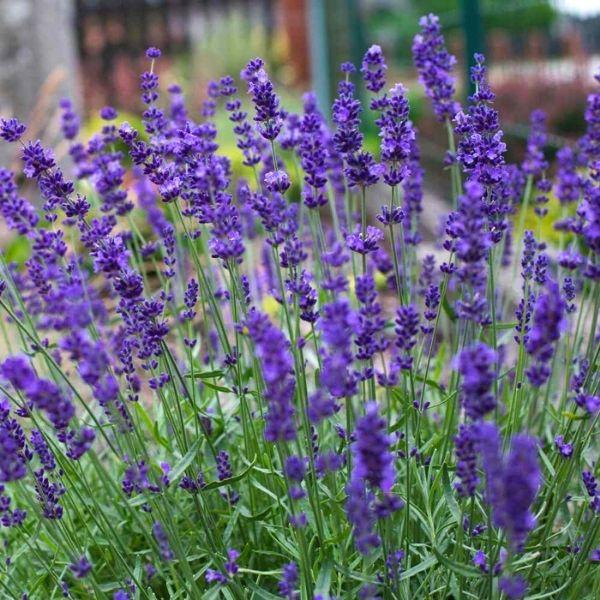 Lavandula angustifolia 'Armtipp01' PP #24,827 long green stems with purple flowers on top