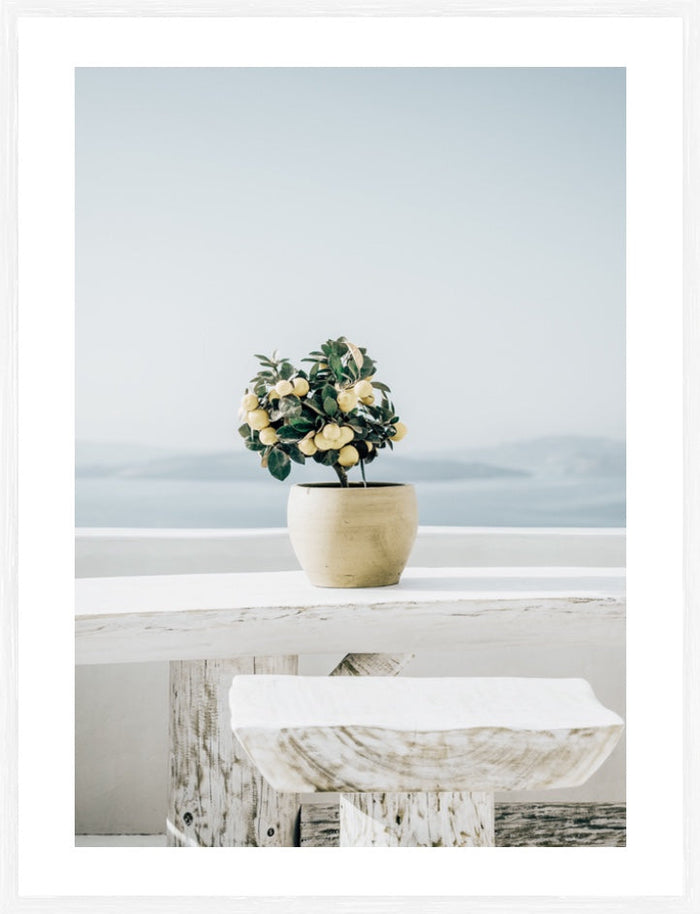 Lemon Breeze  | Framed Print