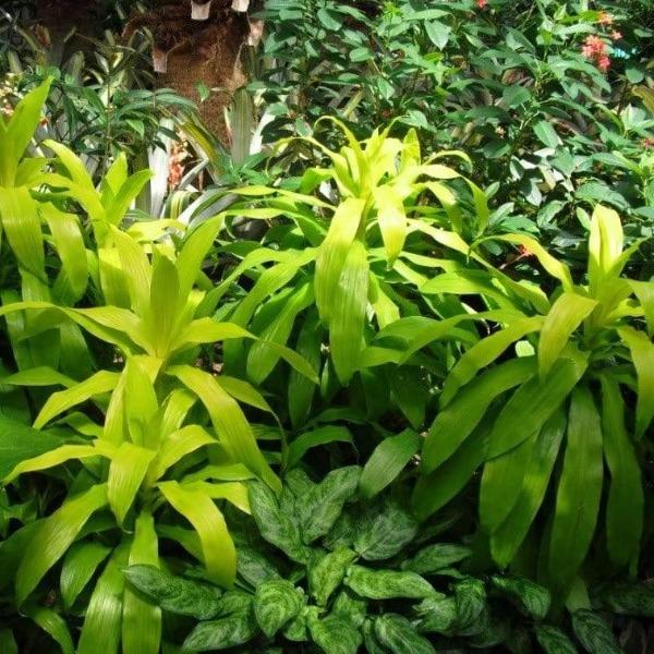 Limelight Dracaena in the interiorscape with bright green long foliage