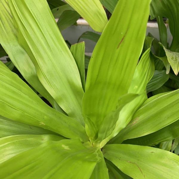 the limelight dracaena sold online is a houseplant with lime green leaves