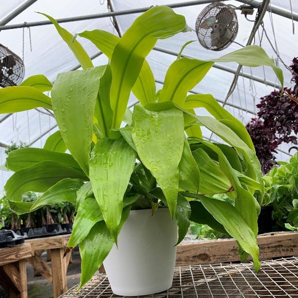 beautiful Limelight Dracaena in white pot