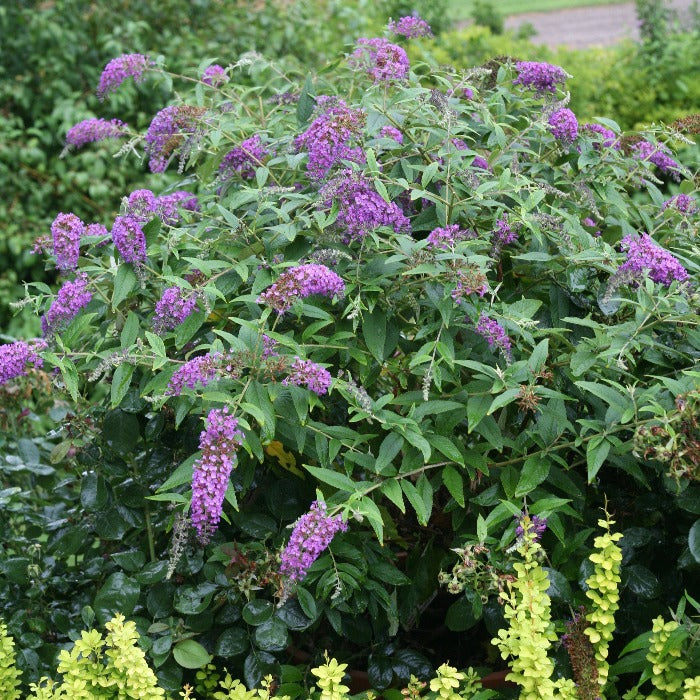 Lo and Behold Purple Haze Butterfly Bush spreading habit large purple flower clusters