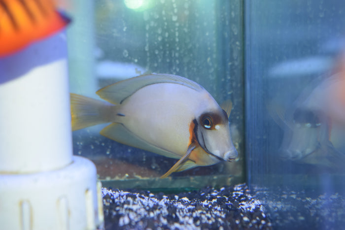 Mimic Tang