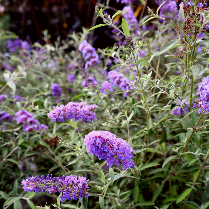 Striking blue with soild grey leaves on a nanho blue butterfly bush