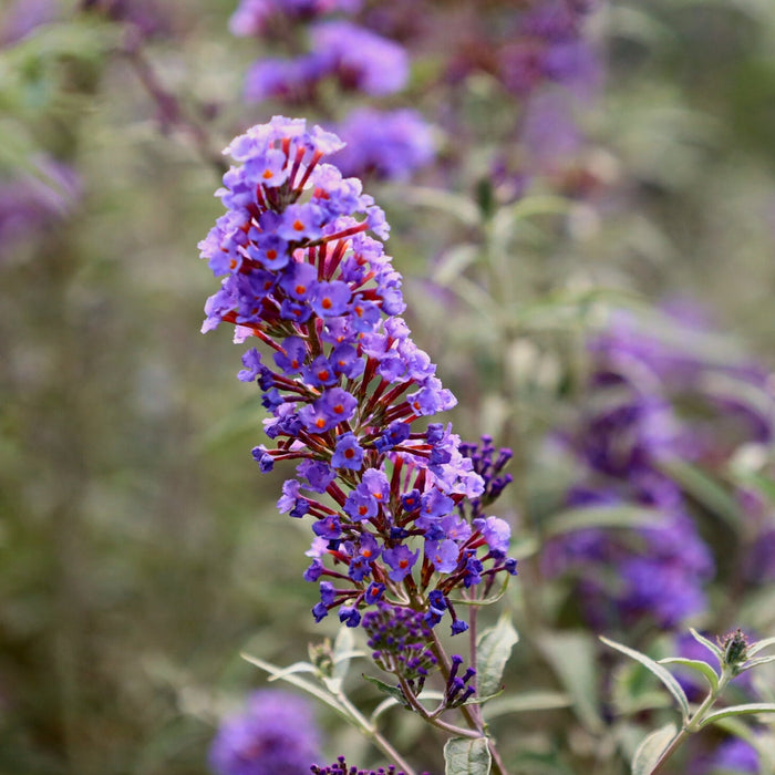 pollinators love the sweet purple blooms on this butterfly bush