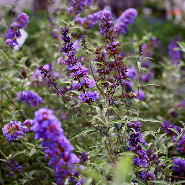 nanho blue butterfly bush thrives in warmer climates showing its true charming colors