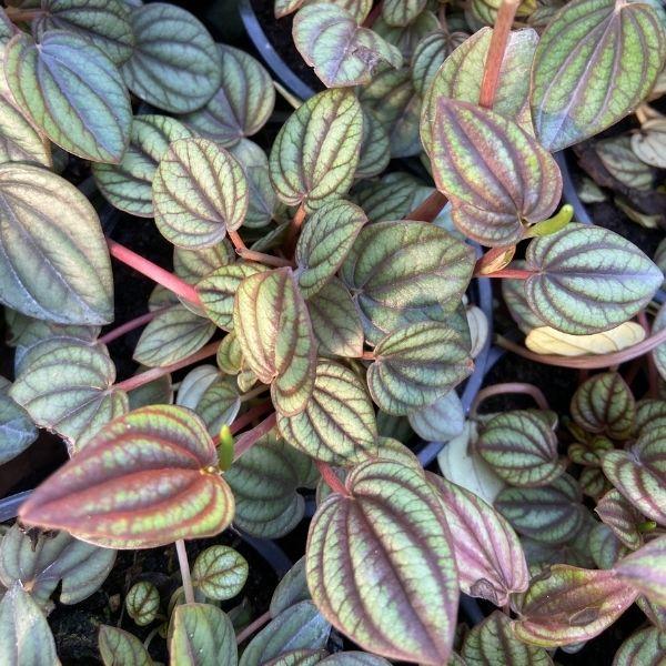 closeup of leaves with dark vein stripes on light green foliage