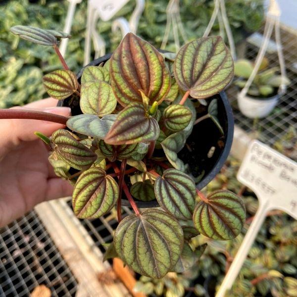 peperomia piccolo banda in a black nursery pot