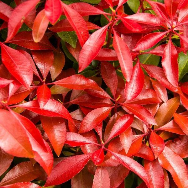 close up of Pieris Valley Fire Shrub red flowers