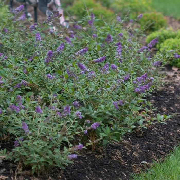 deep blue lo and behold blue chip butterfly bush planted in masse