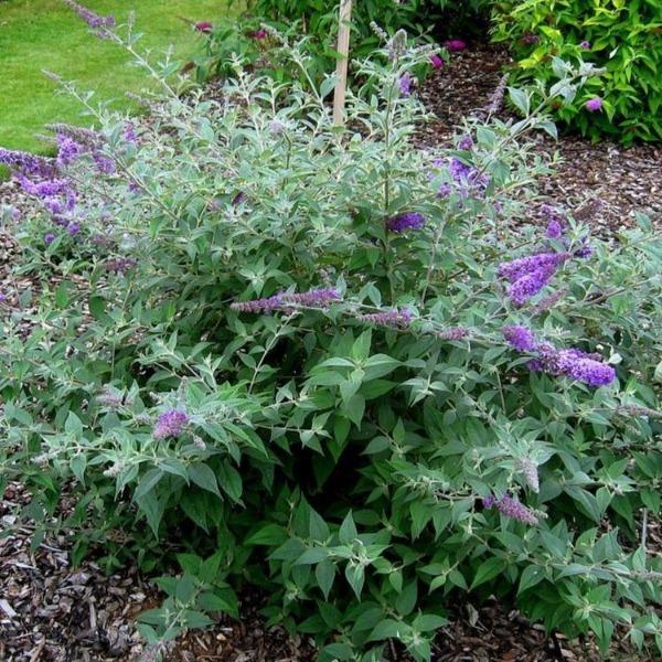 Lo and Behold Blue Chip Butterfly Bush in full bloom planted in a garden