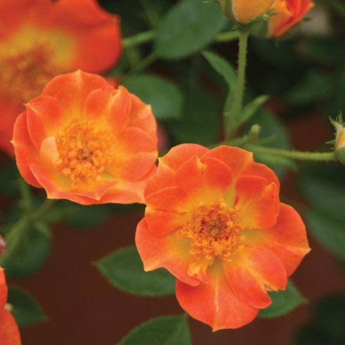 yellow and orange mix in these oso easy paprika roses in front of green foliage
