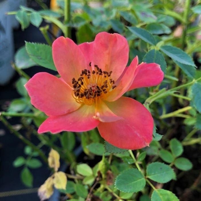 close look at the oso easy paprika with pink flowers and yellow orange centers