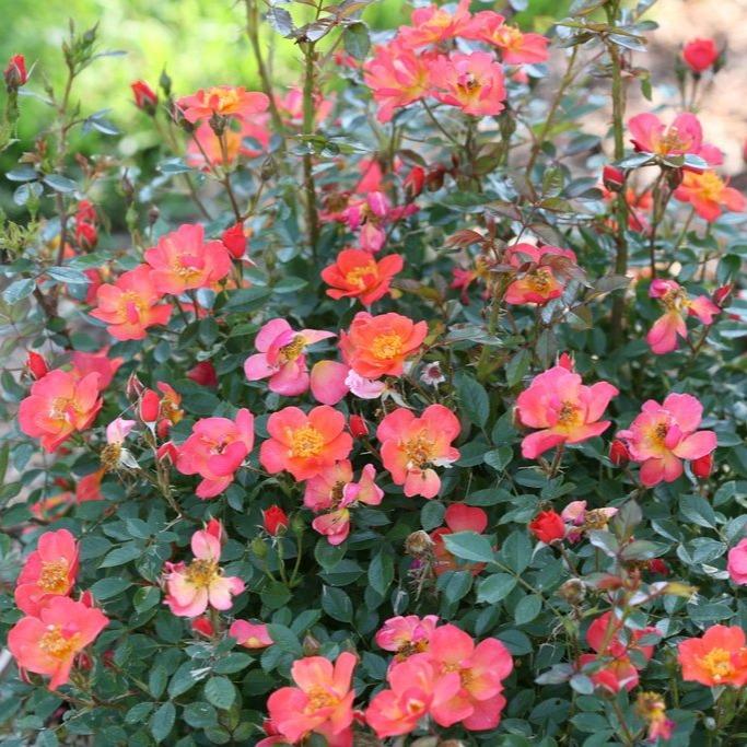 oso easy rose bush with bright pink and orange flowers and dark green foliage
