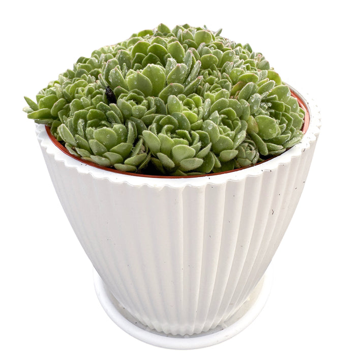 Rosularia Platyphylla (4 inch)