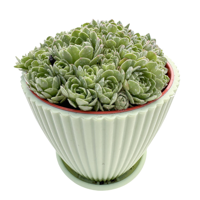 Rosularia Platyphylla (4 inch)