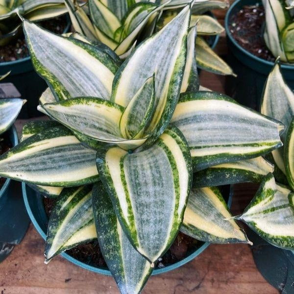 sansevieria black and gold hahnii plant