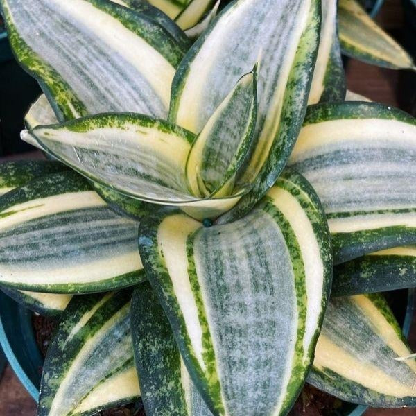 sansevieria black and gold hahnii plant close up