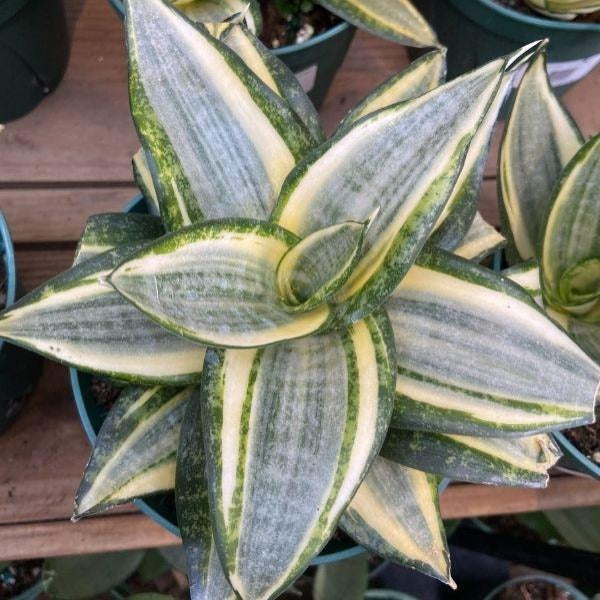 sansevieria black and gold hahnii plant with yellow and green foliage