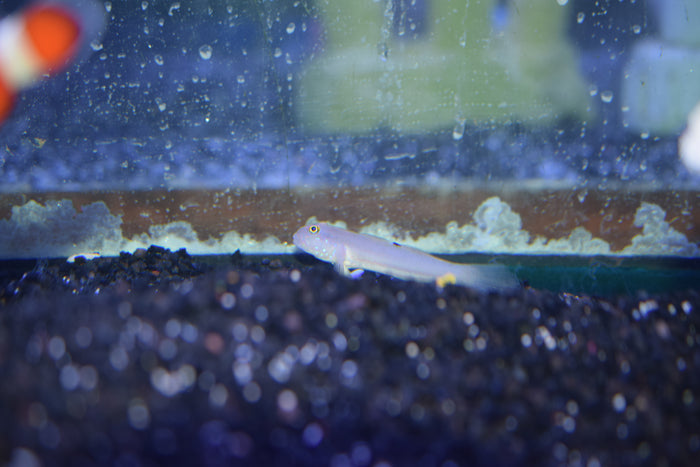 Six-Spot Sleeper Goby