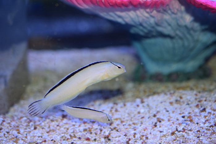 Smith's Blenny