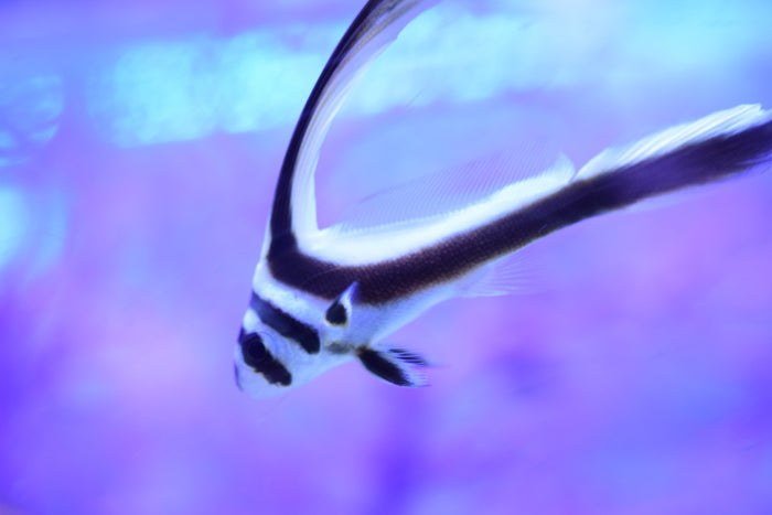 Spotted Drum