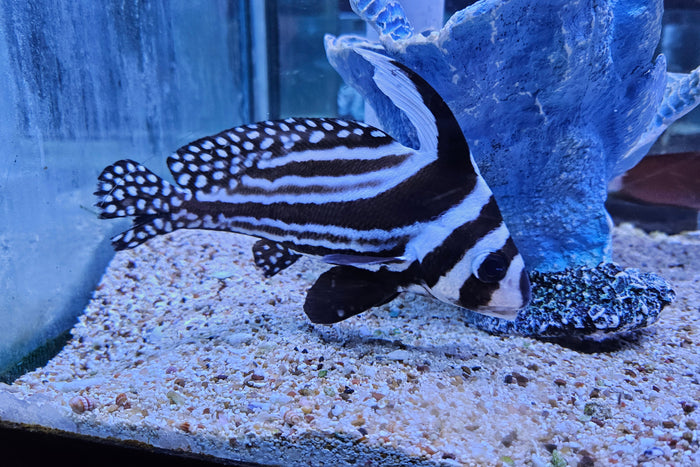Spotted Drum