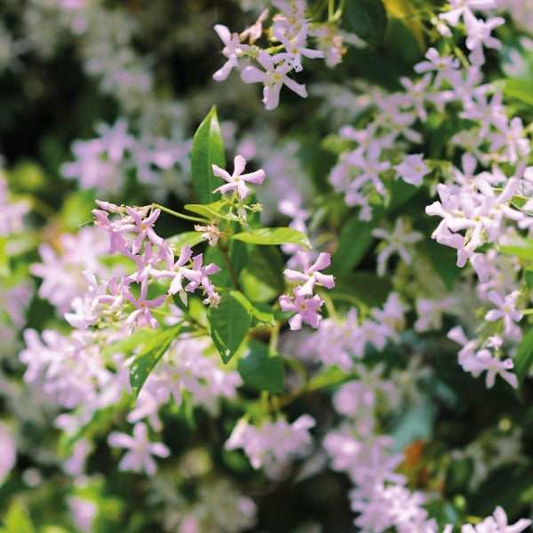 light pink flowers covering the pink showers star jasmine vine