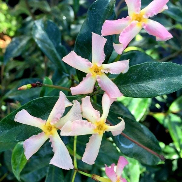 close look at the pink and white flowers of the pink showers star jasmine