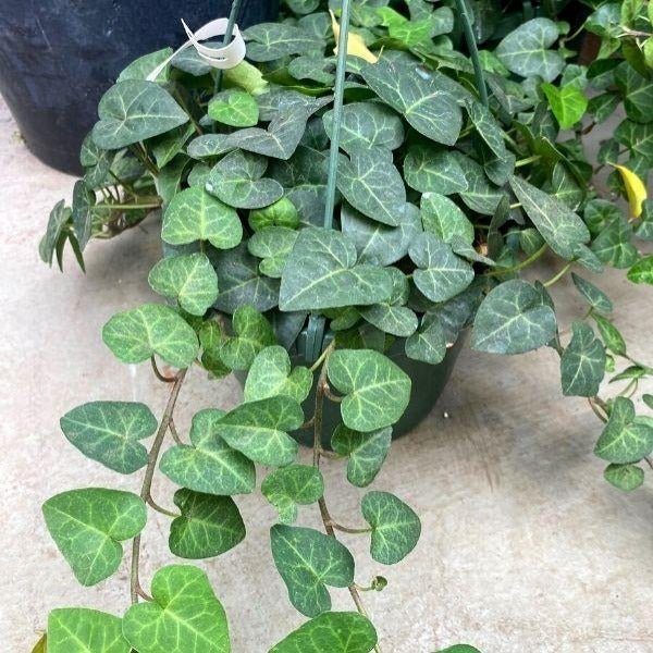 sweetheart ivy plant in a hanging basket with vining branches full of heart shaped leaves