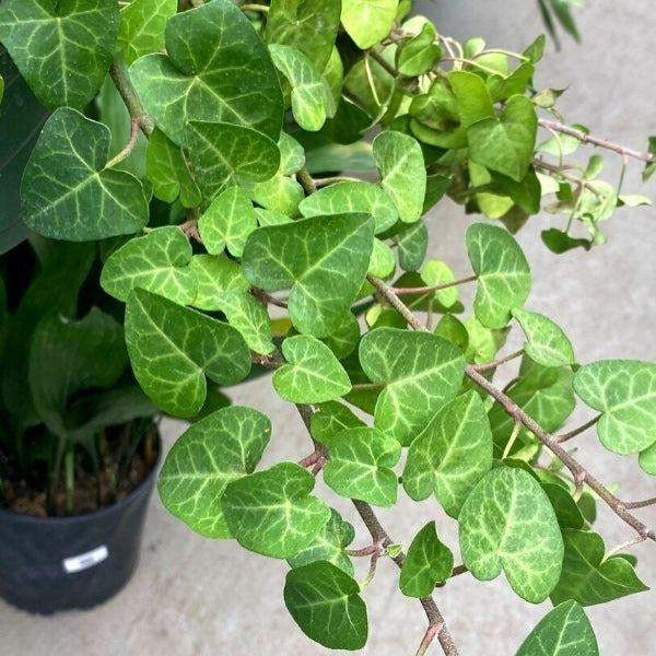 sweetheart ivy plant with heart shaped leaves on branches