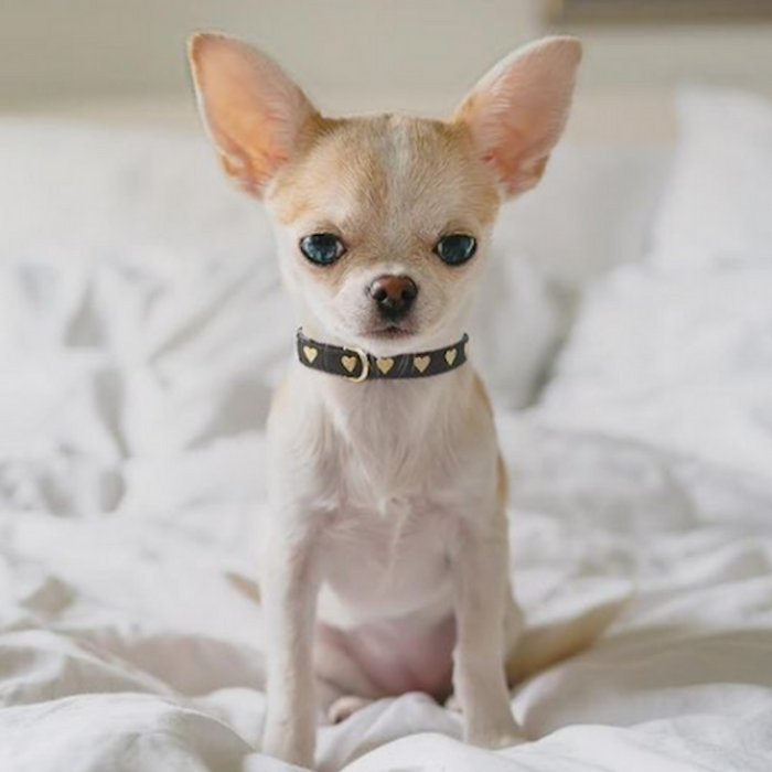 HEARTS-GOLD-DOG-COLLAR-LEASH-HARNESS