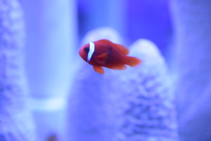 Tomato Clownfish