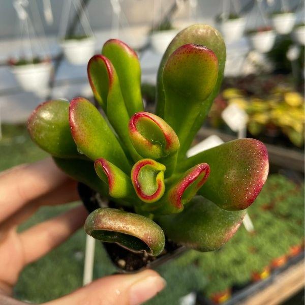 circular hallow foliage on red and green tricolor hobbit jade plant