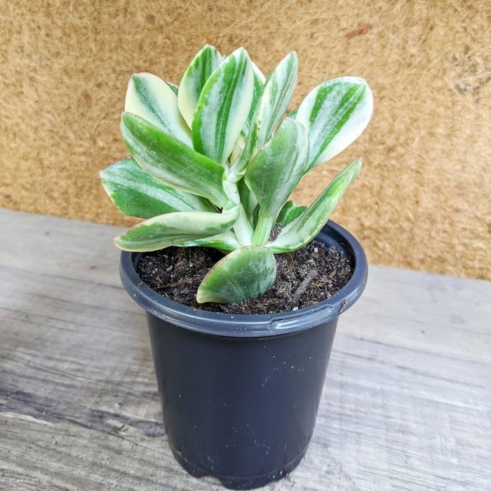 white and green variegated jade succulent plant